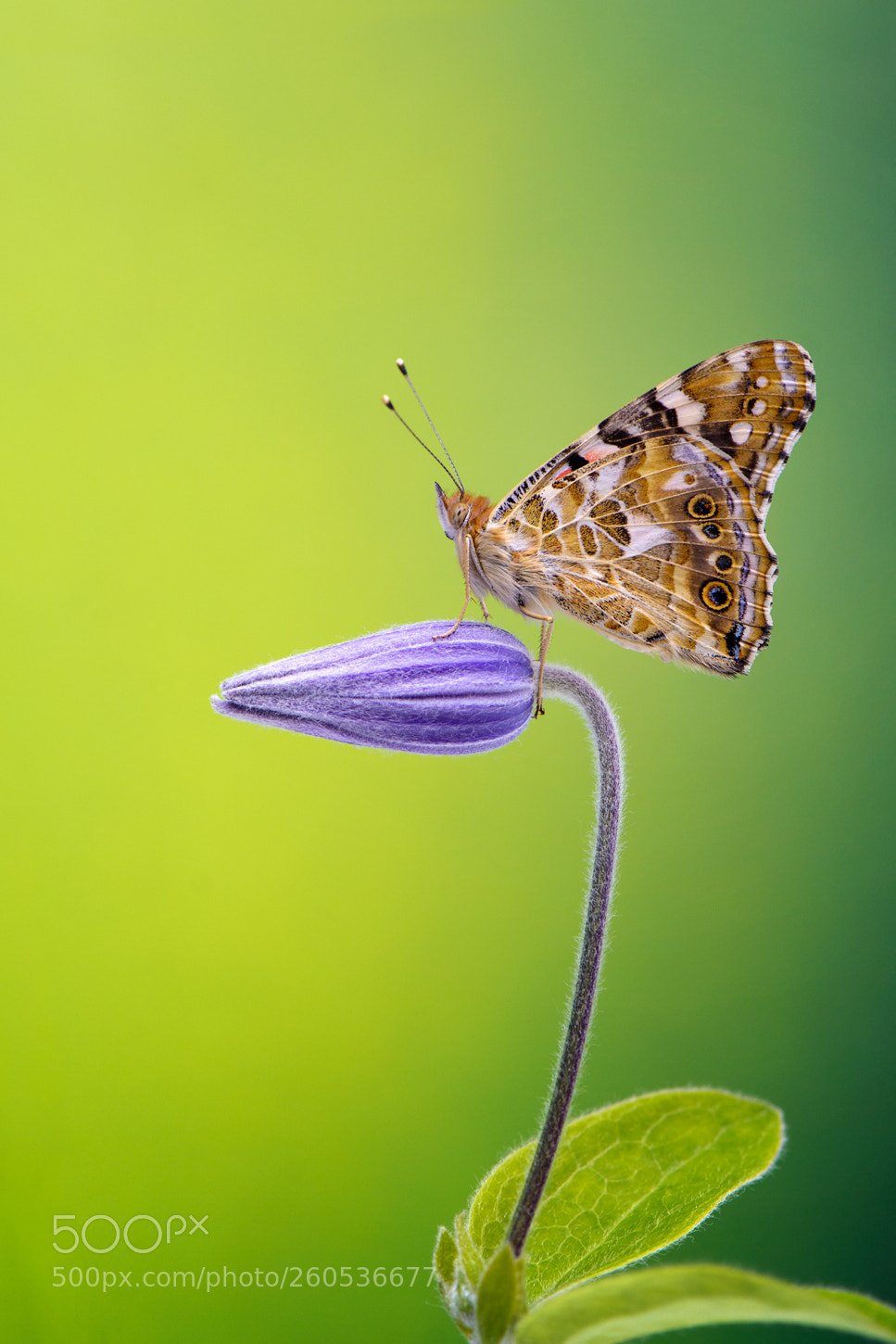 Nikon D7100 sample photo. Painted lady photography