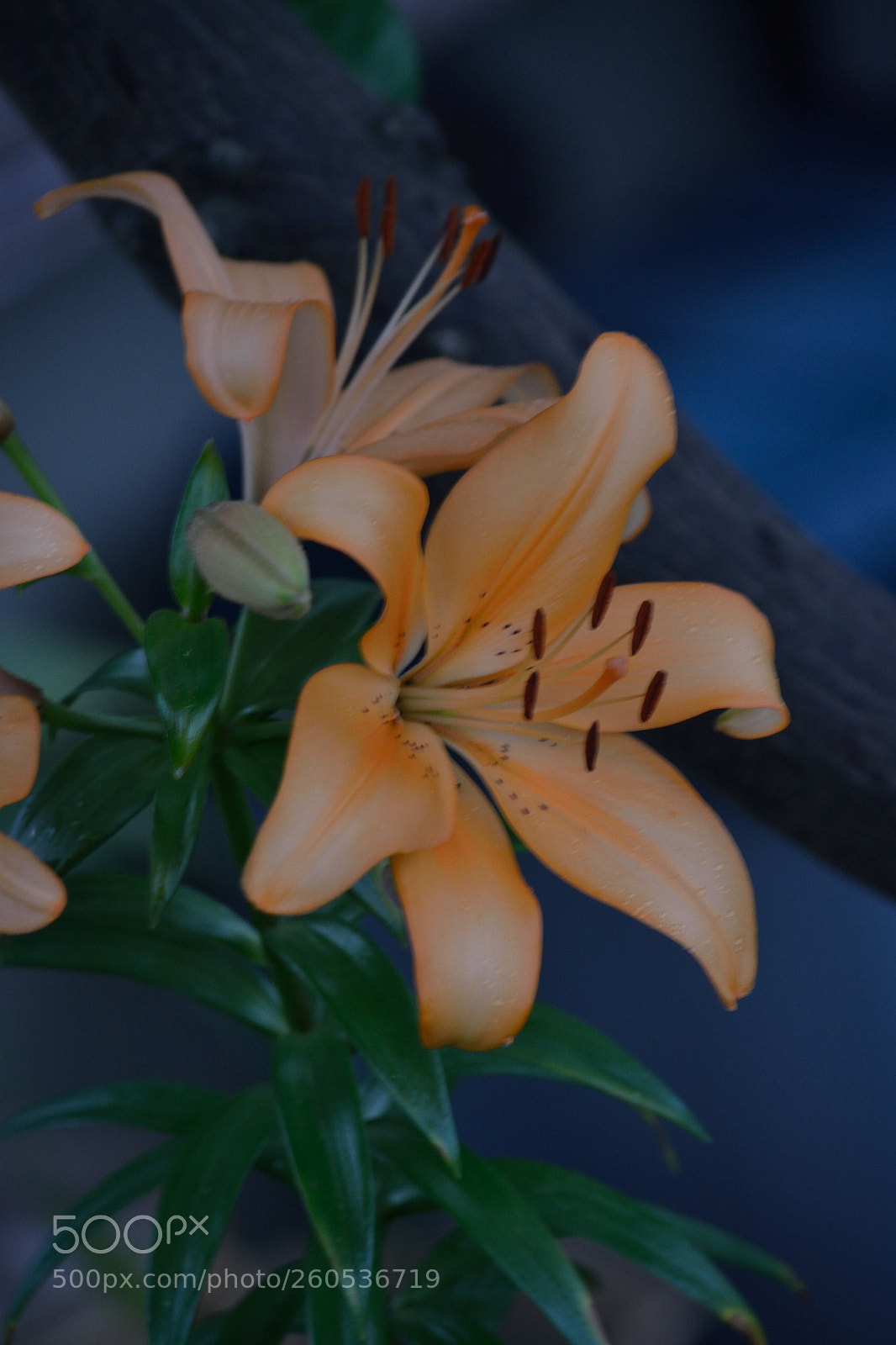Nikon D5200 sample photo. Untitled photography