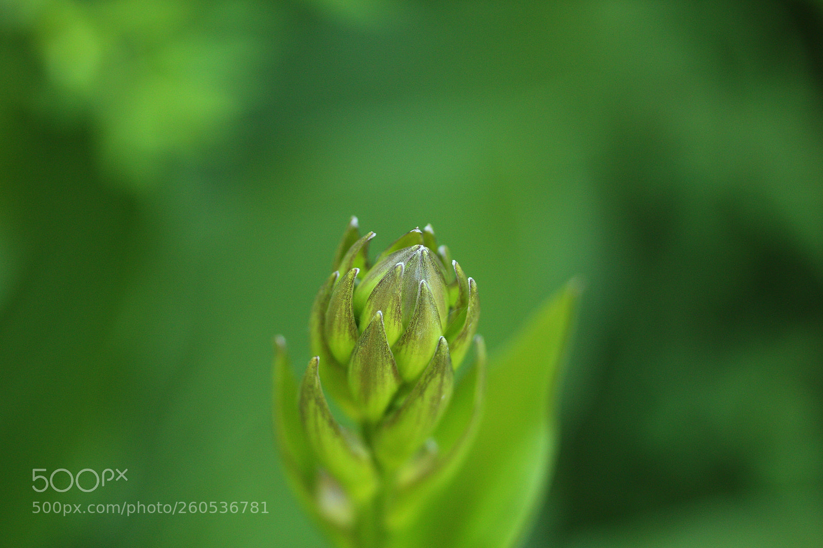 Canon EF-S 60mm F2.8 Macro USM sample photo. Evolving beauty2 to be photography