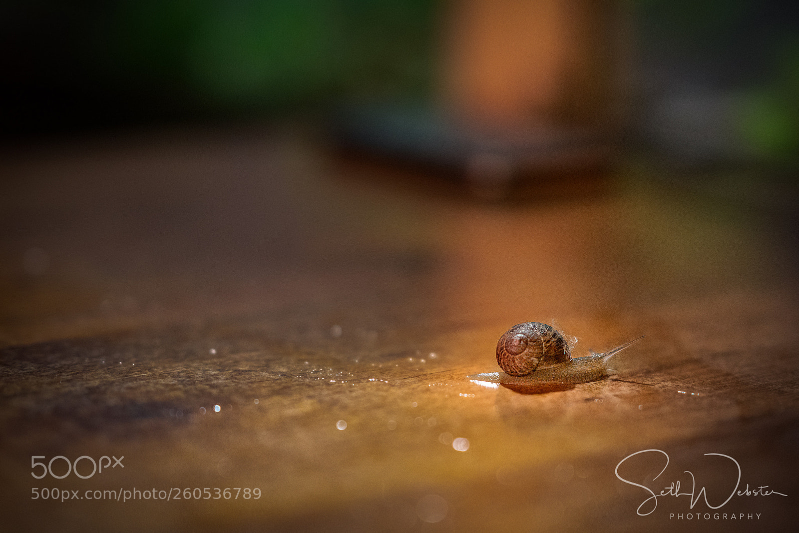 Sony a7R III sample photo. The snail likes beer photography