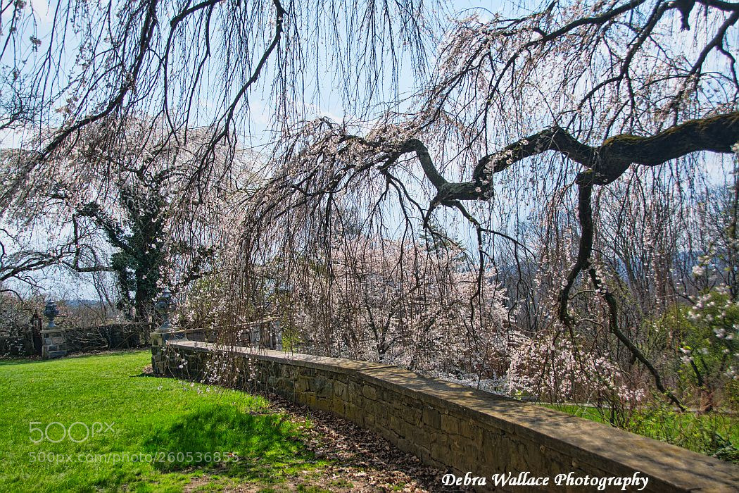 Nikon D7100 sample photo. Skyland botanical gardens & property photography