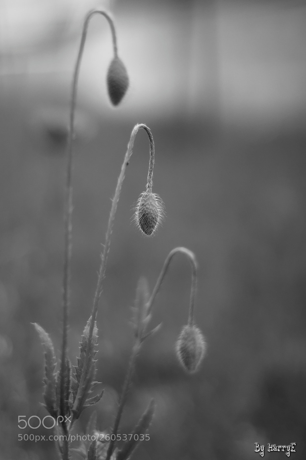 Canon EOS 700D (EOS Rebel T5i / EOS Kiss X7i) + Canon EF 50mm F1.8 STM sample photo. Poppy photography
