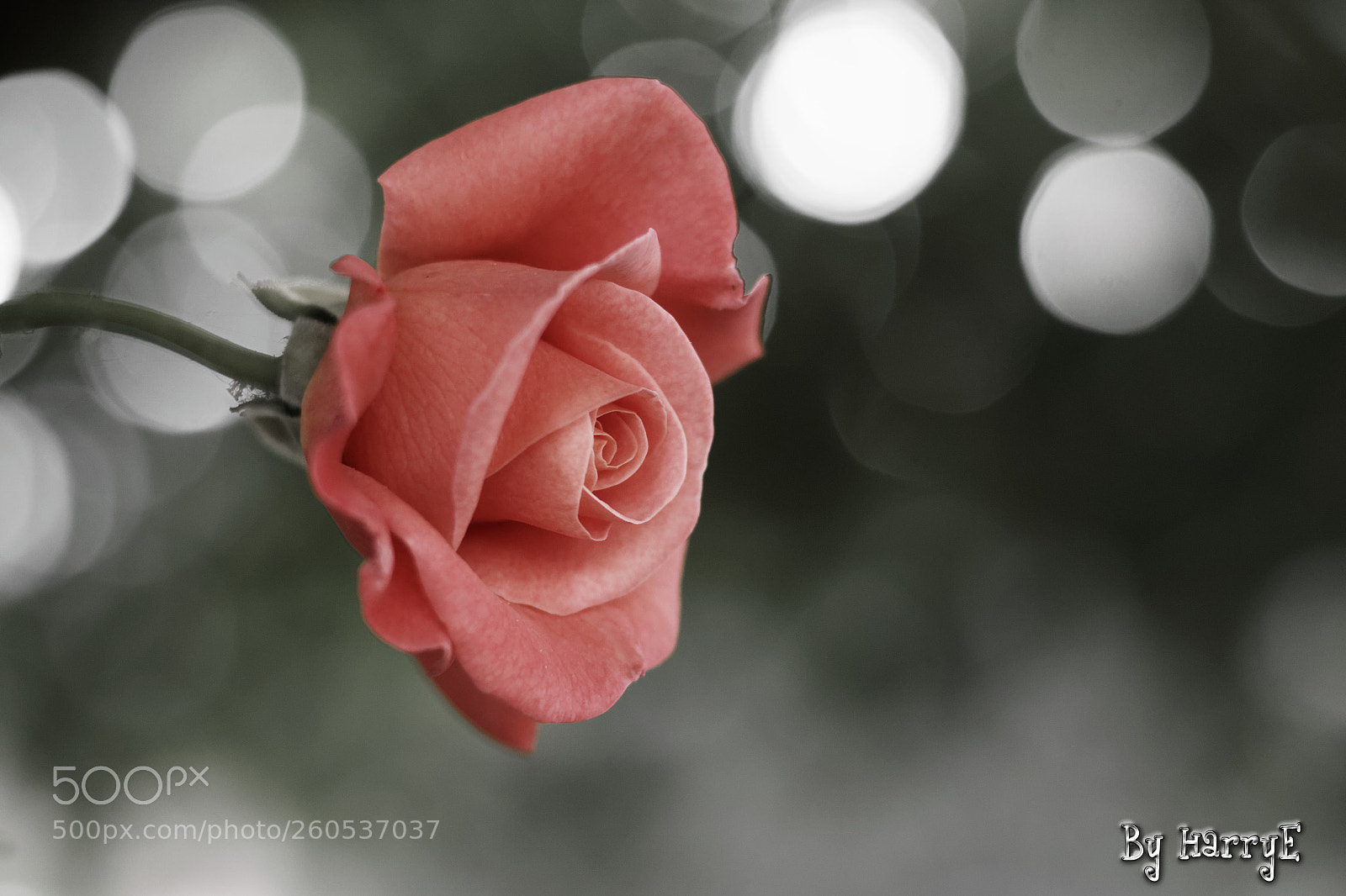 Canon EOS 700D (EOS Rebel T5i / EOS Kiss X7i) + Canon EF 50mm F1.8 STM sample photo. Rose photography