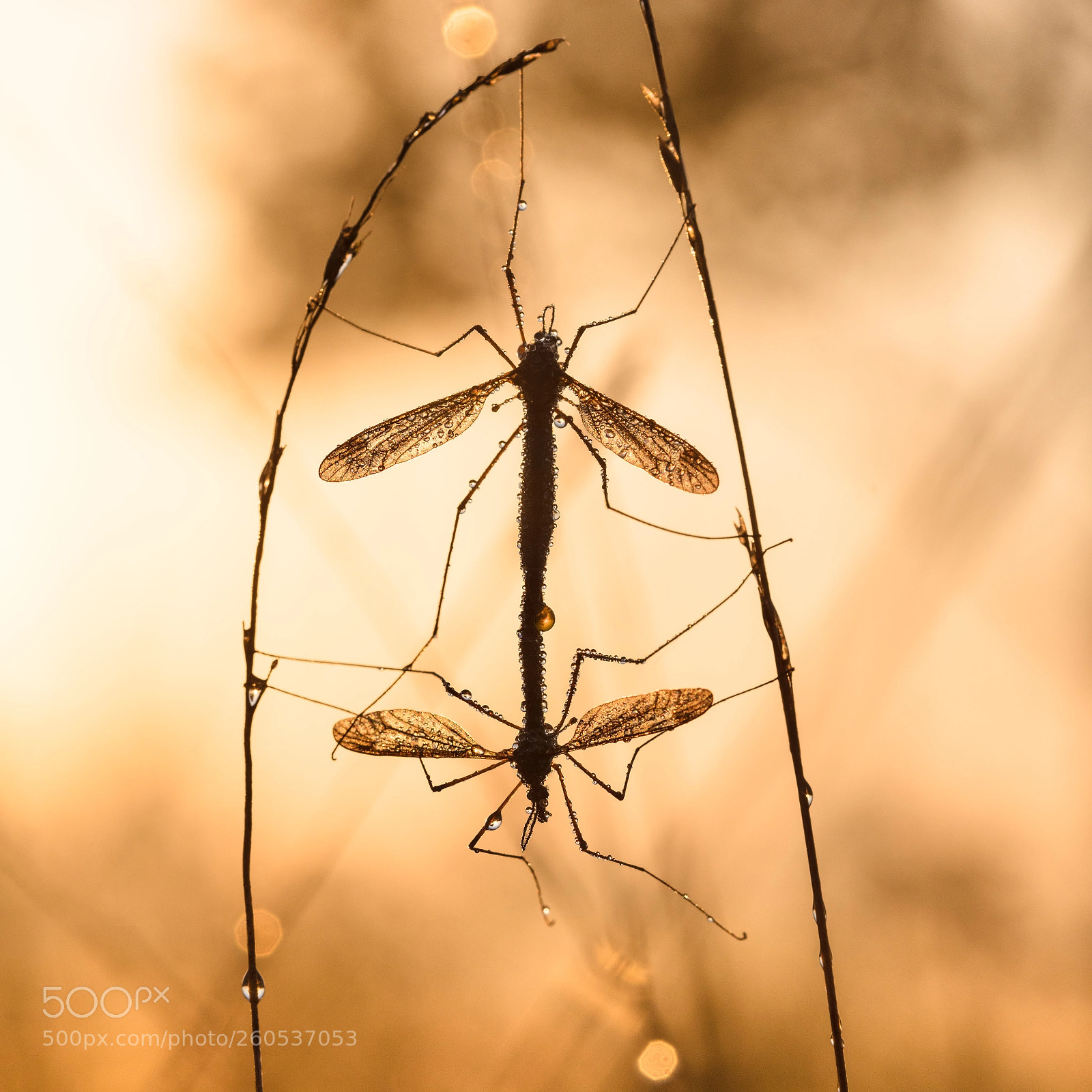 Canon EOS 5DS R sample photo. Gnats in love photography