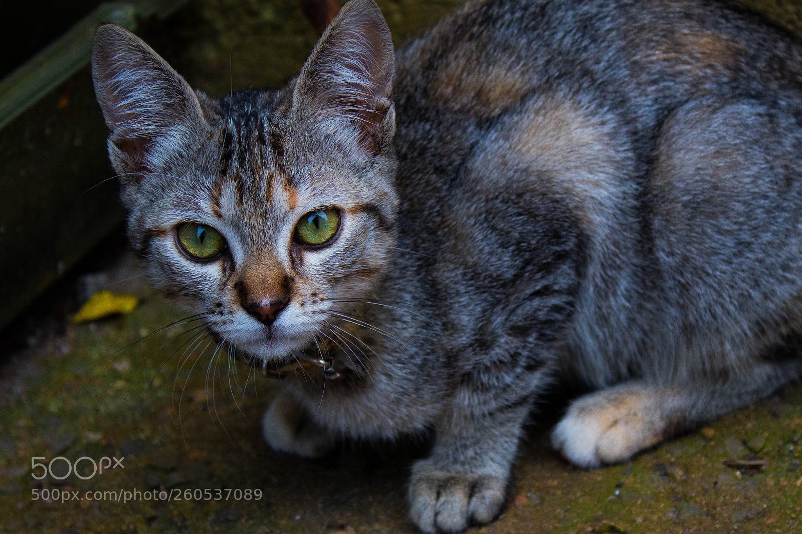 Canon EOS 1300D (EOS Rebel T6 / EOS Kiss X80) sample photo. Gato2 photography