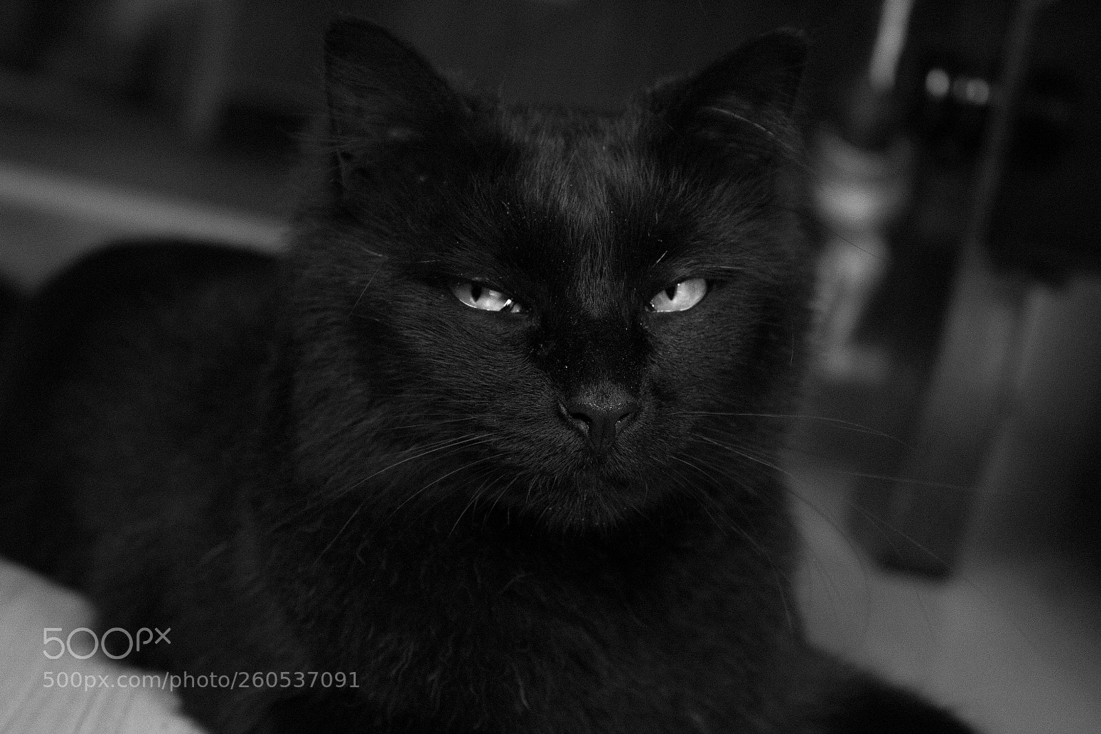 Canon EOS 1300D (EOS Rebel T6 / EOS Kiss X80) sample photo. Gato1 photography