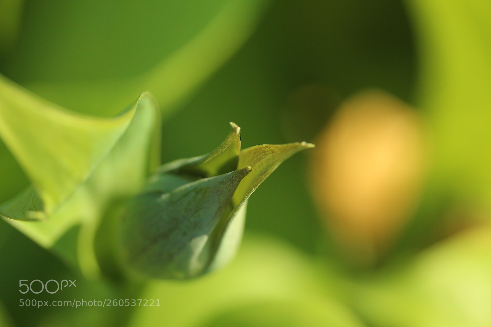 Canon EF-S 60mm F2.8 Macro USM sample photo. Evolving beauty3 to be photography
