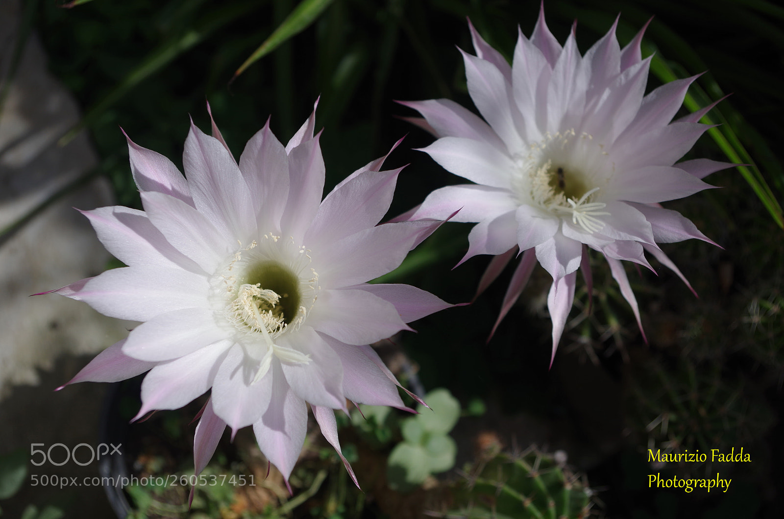 Pentax K-500 sample photo. Flowers photography