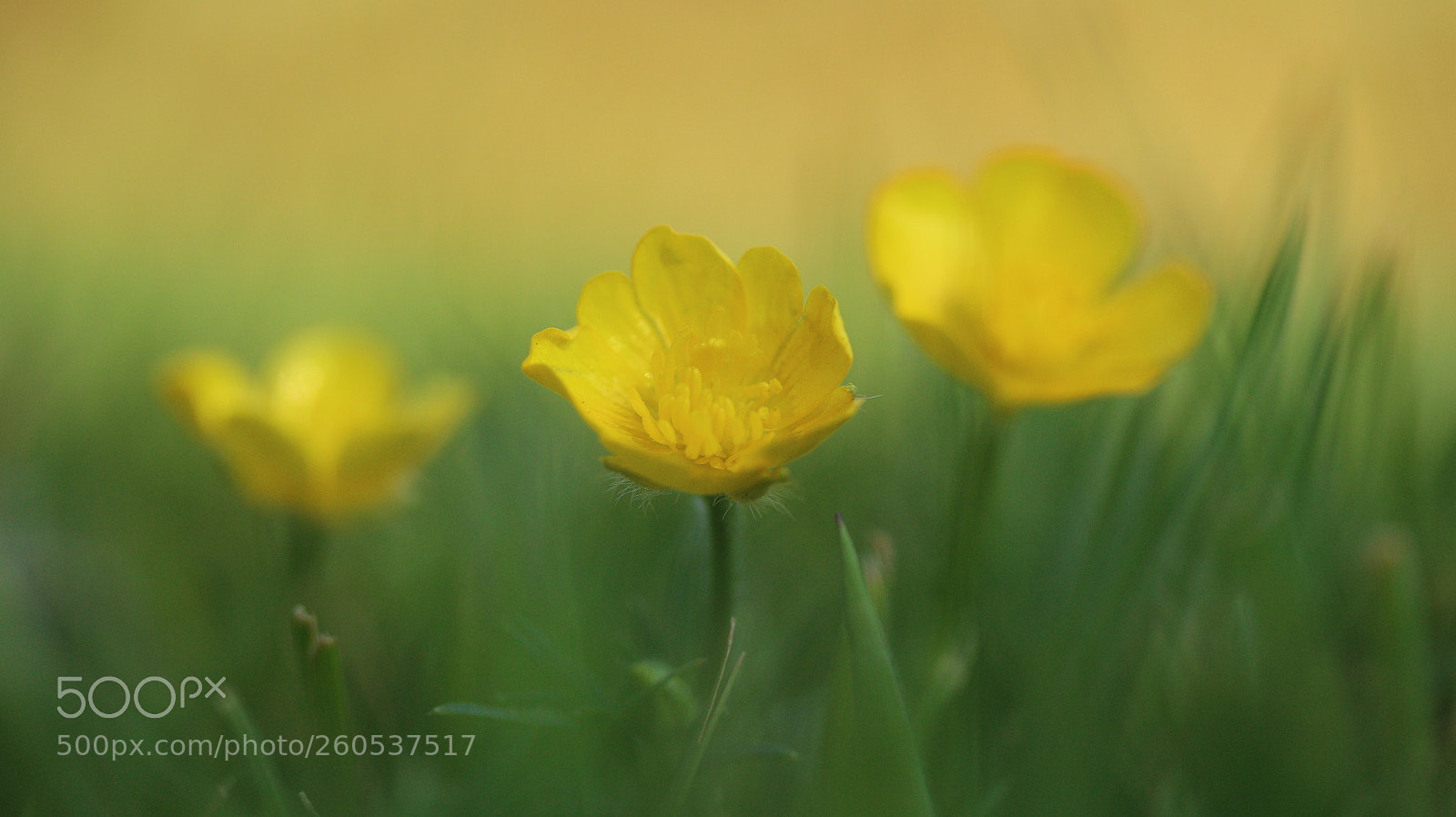 Canon EF-S 60mm F2.8 Macro USM sample photo. Down to earth 11 photography
