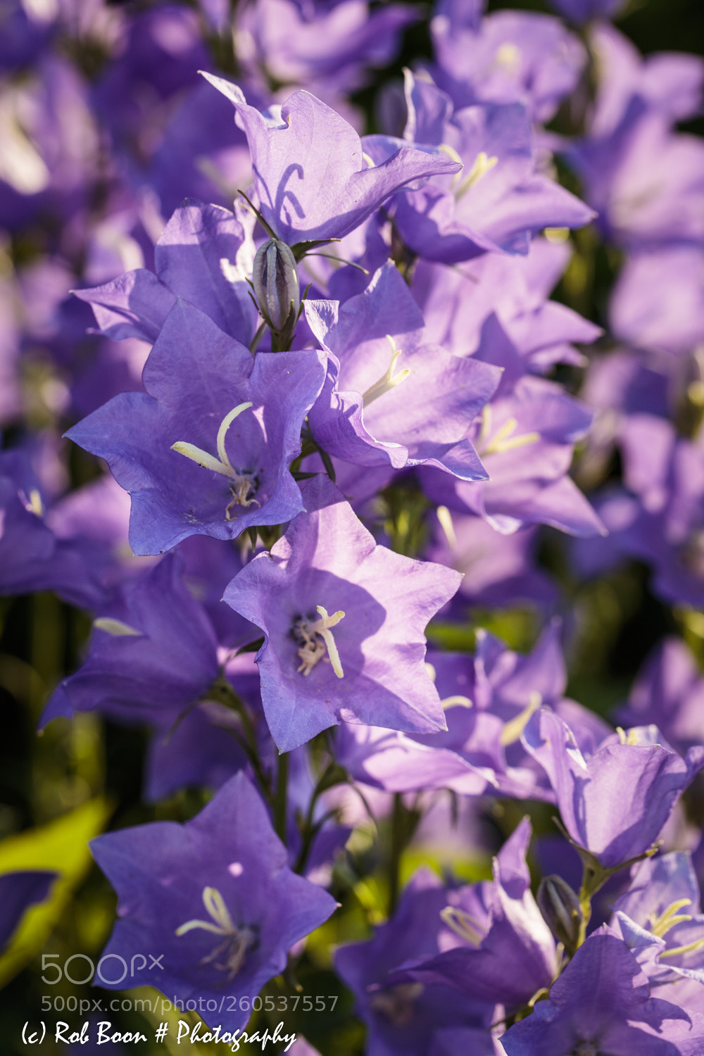 Canon EOS 5DS sample photo. Campanula photography