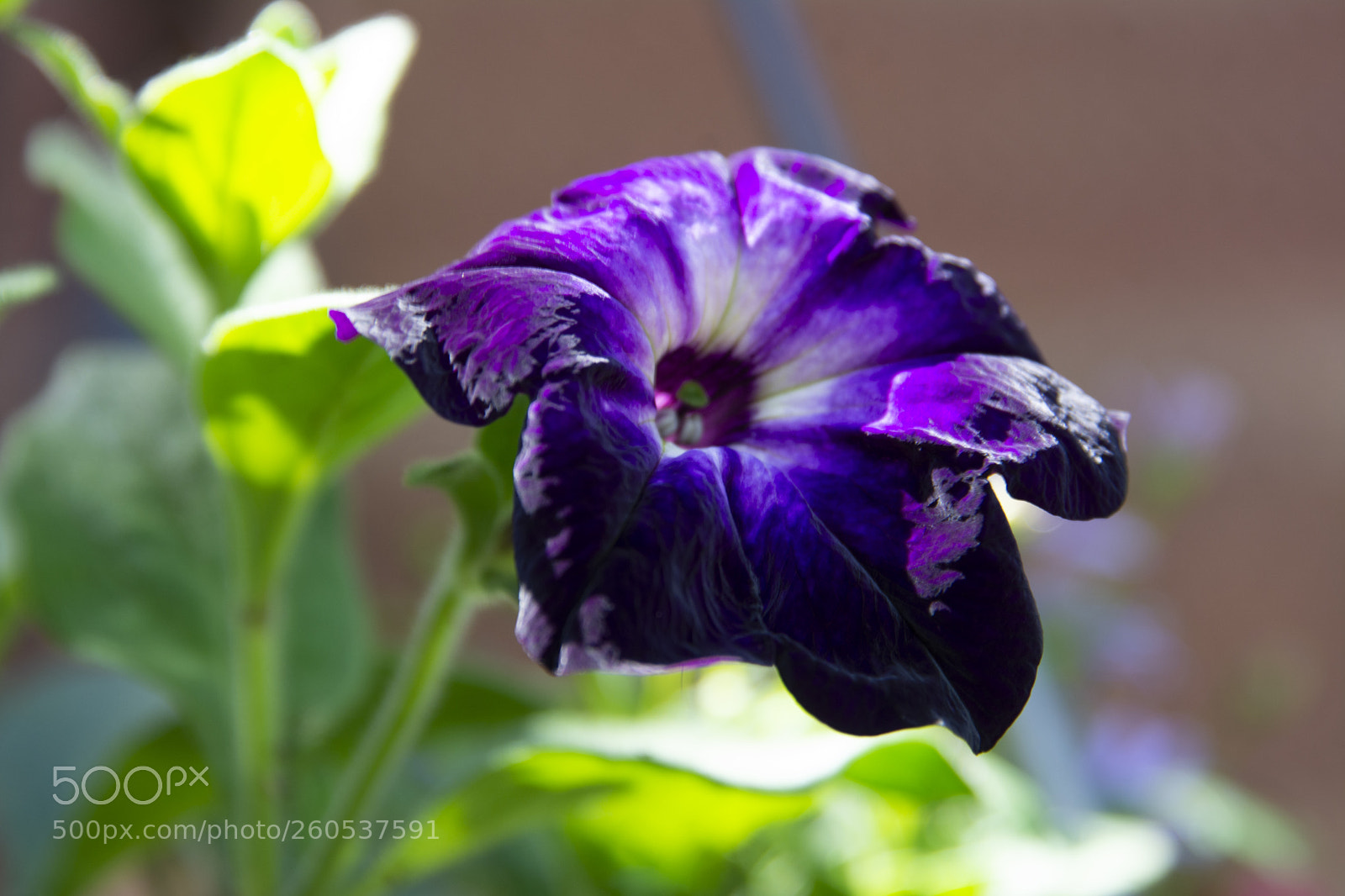 Nikon D7100 sample photo. Garden flowers photography