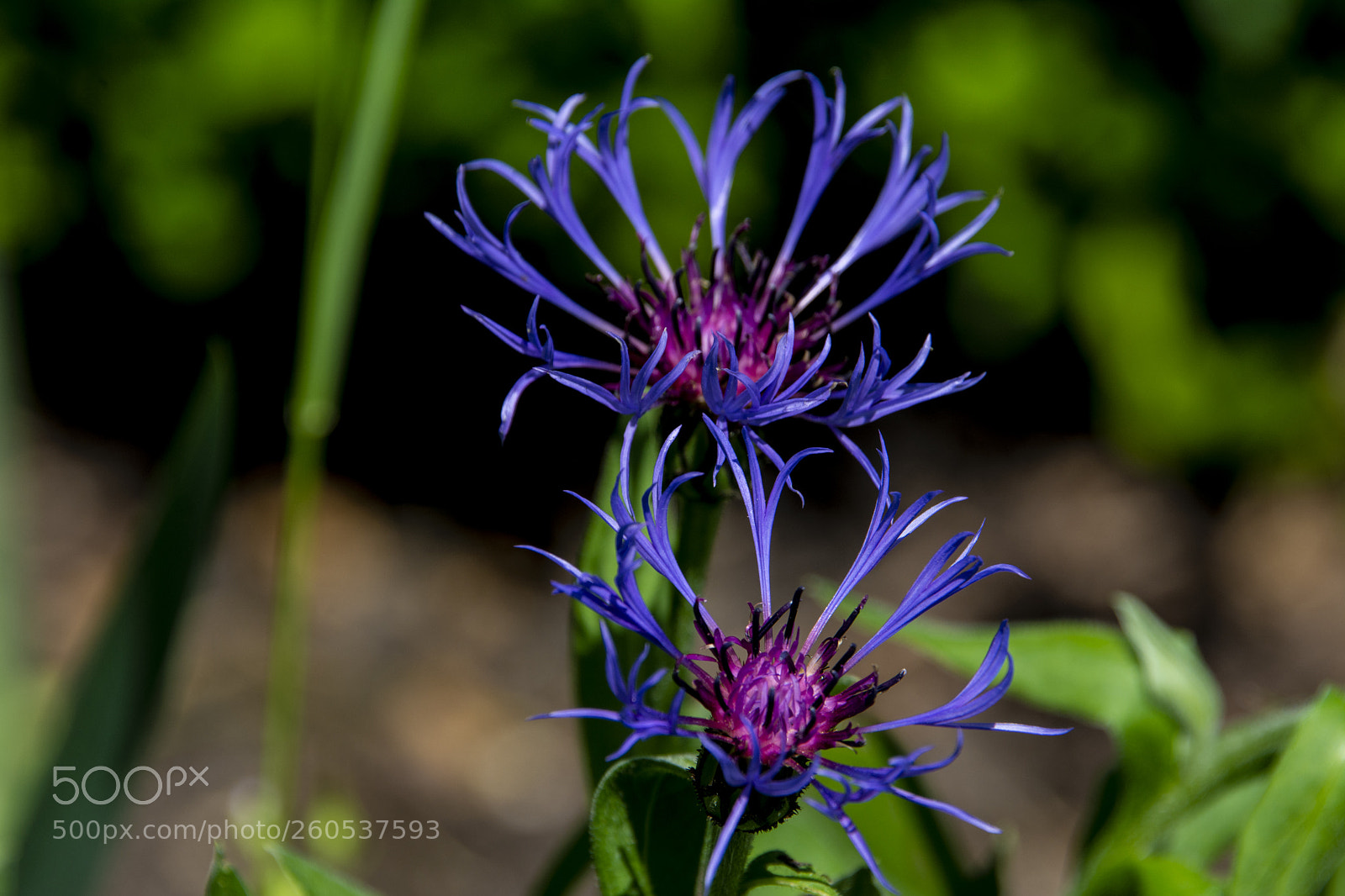 Nikon D7100 sample photo. Garden flowers photography