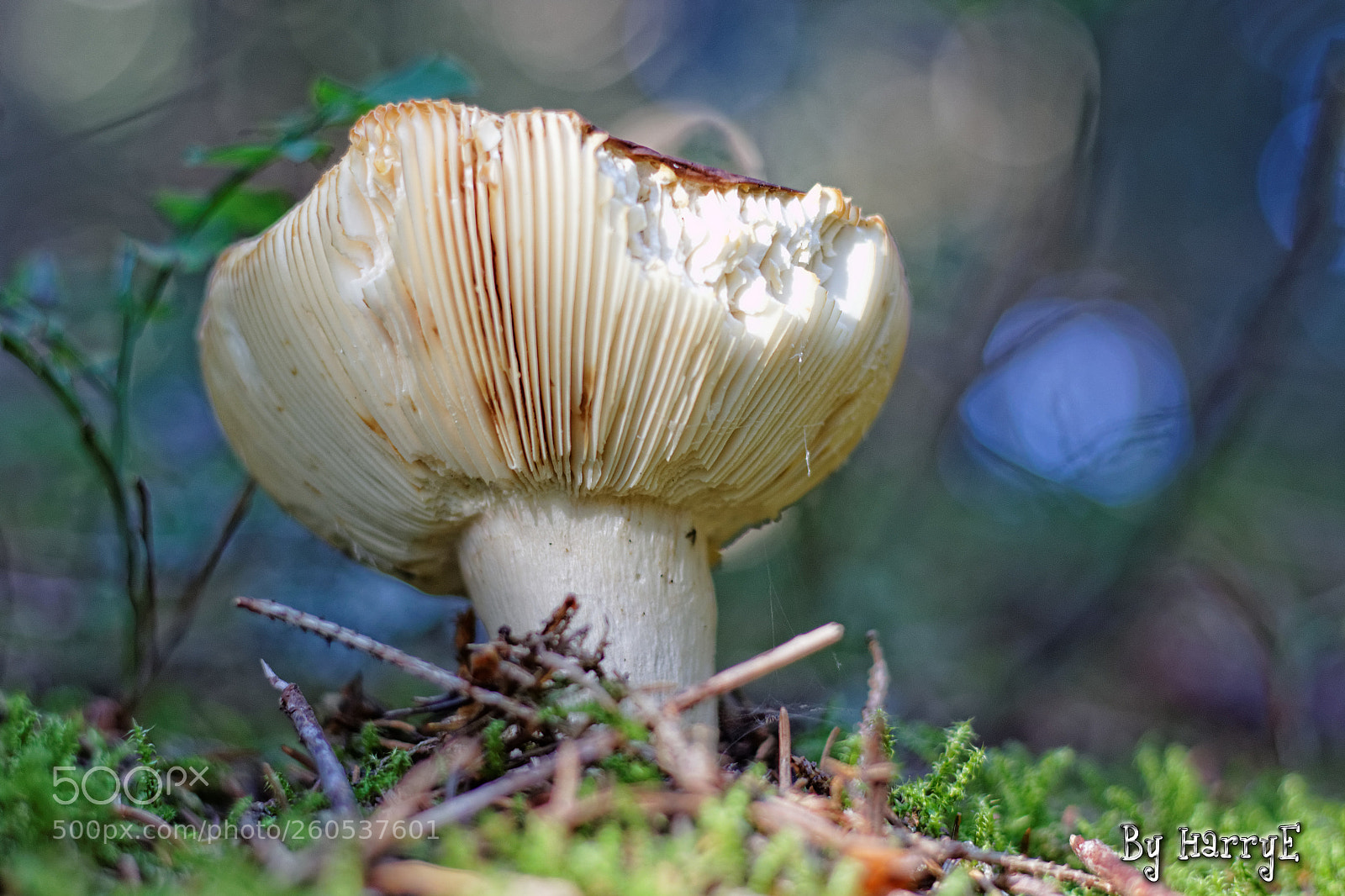 Canon EOS 700D (EOS Rebel T5i / EOS Kiss X7i) + Canon EF 50mm F1.8 STM sample photo. Mushroom photography