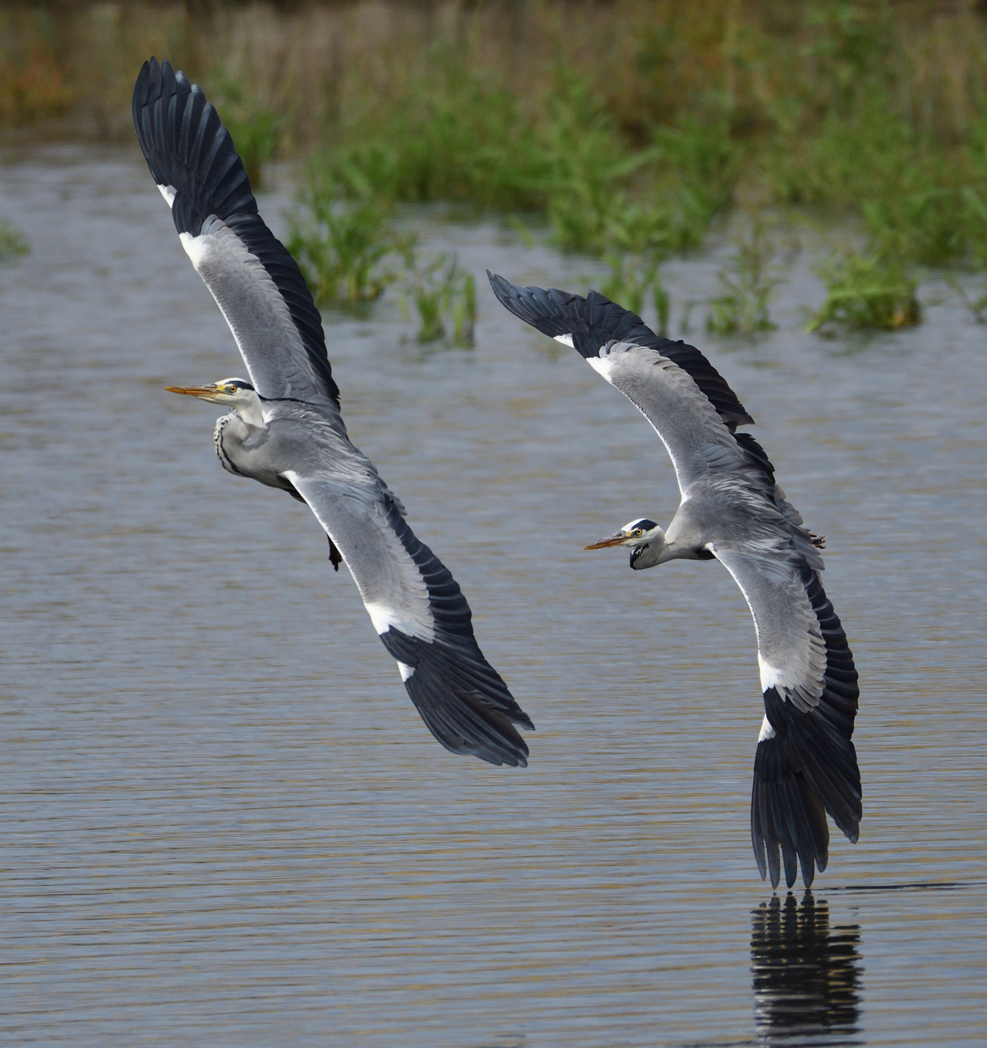 Nikon D7500 + Nikon AF-S Nikkor 200-500mm F5.6E ED VR sample photo. Aves en vuelo photography