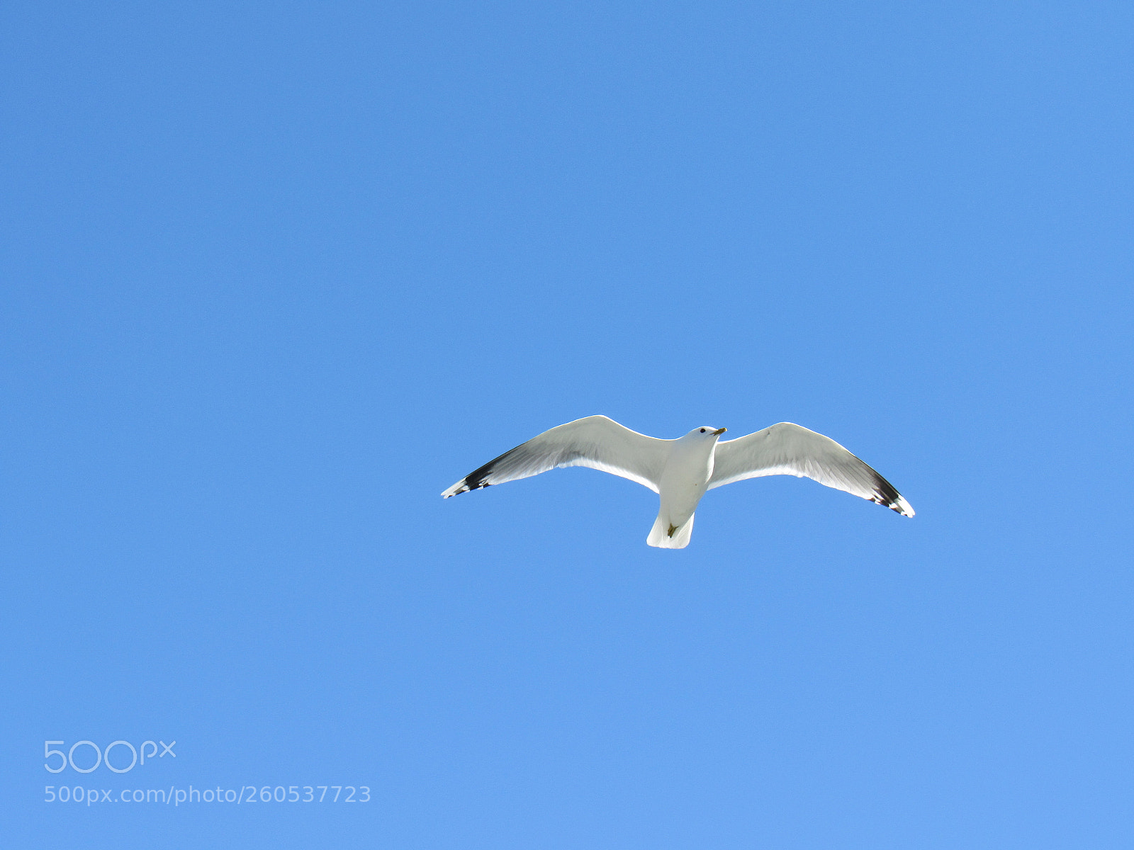 Canon PowerShot SX530 HS sample photo. Seagull photography