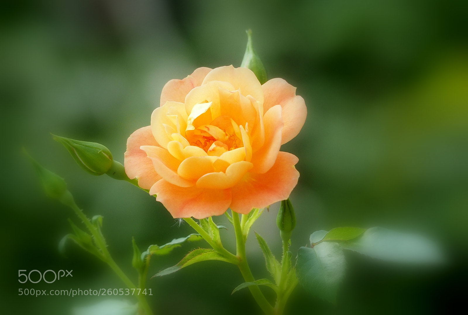 Olympus OM-D E-M1 sample photo. Yellow rose.. photography