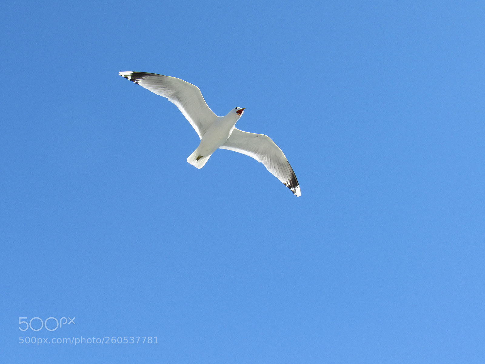 Canon PowerShot SX530 HS sample photo. Seagull photography