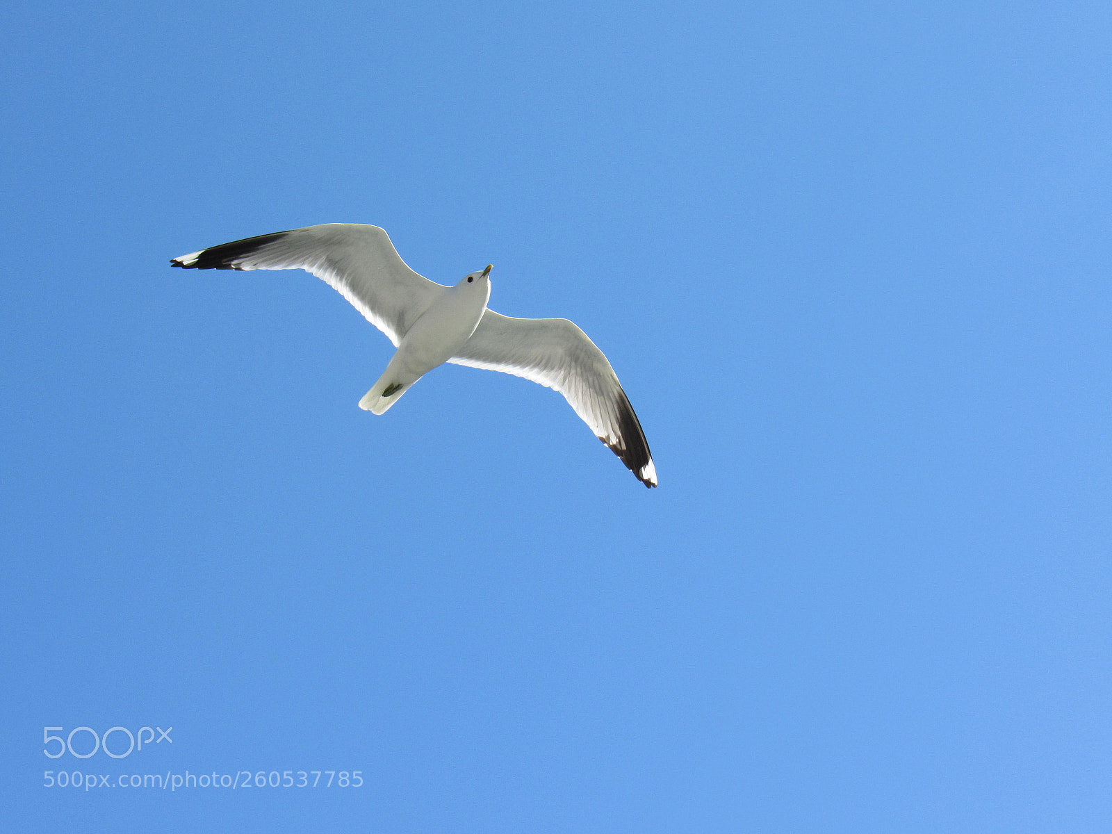 Canon PowerShot SX530 HS sample photo. Seagull photography