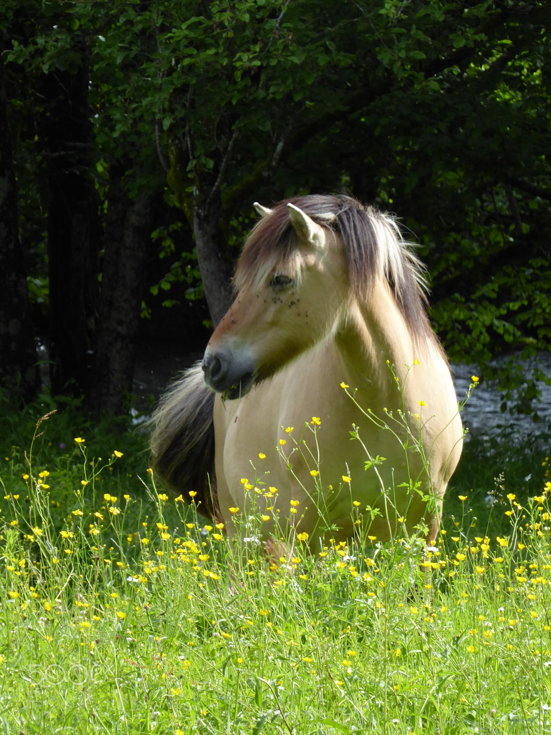 Panasonic Lumix DMC-ZS50 (Lumix DMC-TZ70) sample photo. Horse photography