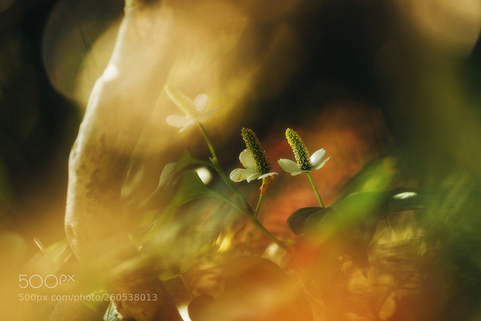 Sony a9 sample photo. Bloom the ambiguous passion photography