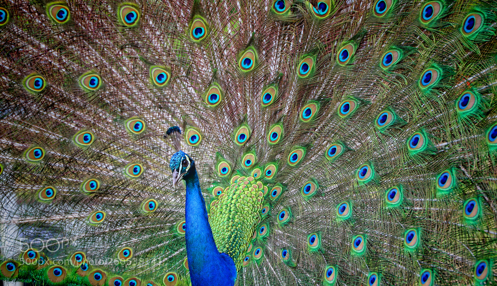 Canon EOS 6D Mark II sample photo. Peacock photography