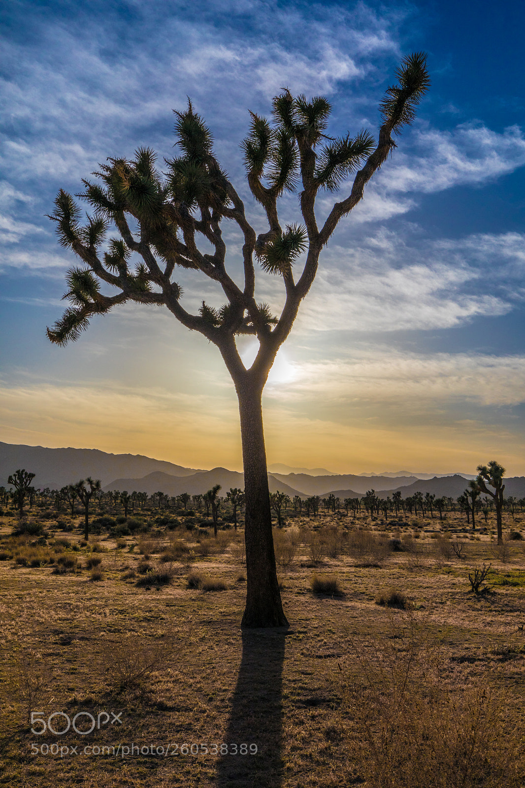 Canon EOS 5D Mark IV sample photo. Joshua tree photography