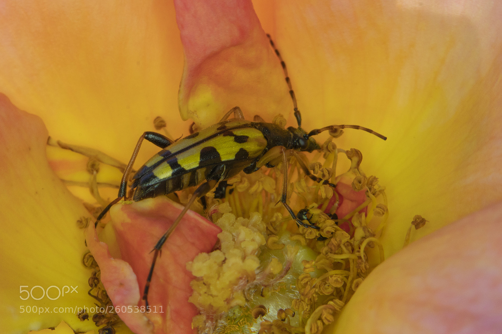 Sony a7R III sample photo. In a rose photography