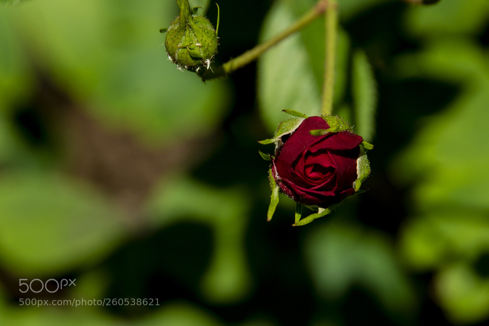 Nikon D7100 sample photo. Rose photography