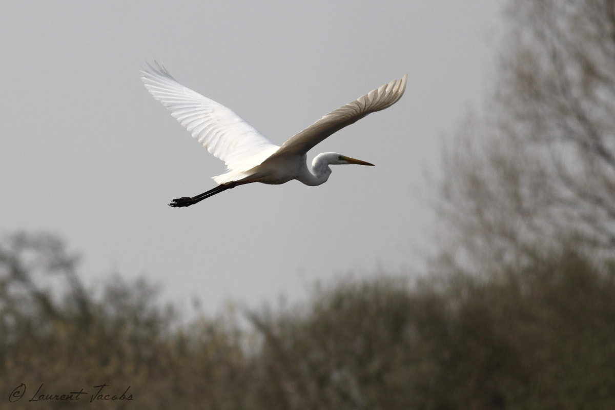 Canon EOS 60D + Canon EF 400mm F5.6L USM sample photo. La dame blanche photography