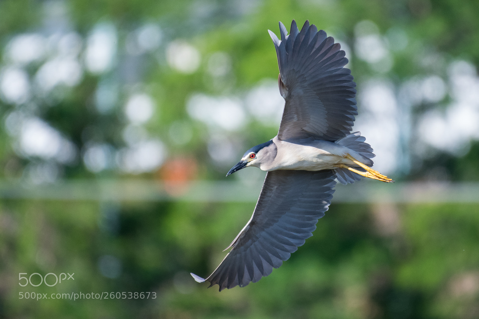 Nikon D500 sample photo. Black crowned night heron photography