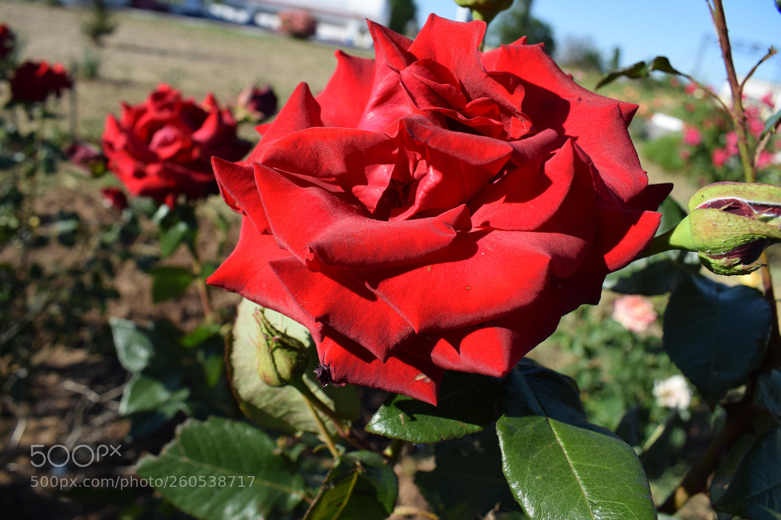 Nikon D5300 sample photo. Dsc photography