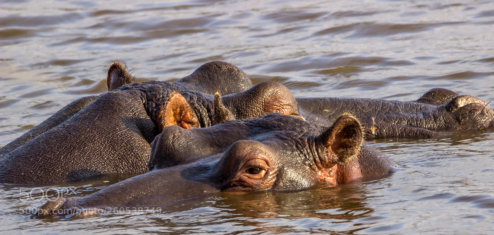 Canon EOS 600D (Rebel EOS T3i / EOS Kiss X5) sample photo. Hippo close by photography