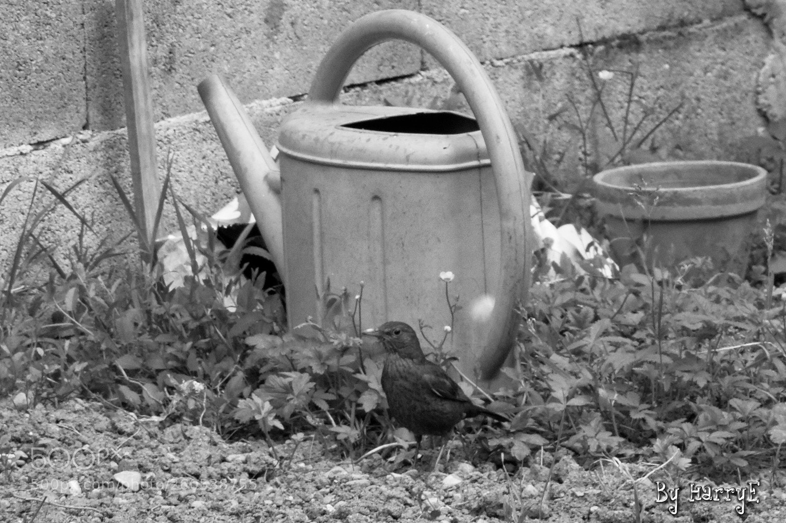 Canon EOS 700D (EOS Rebel T5i / EOS Kiss X7i) sample photo. Bird in the garden photography