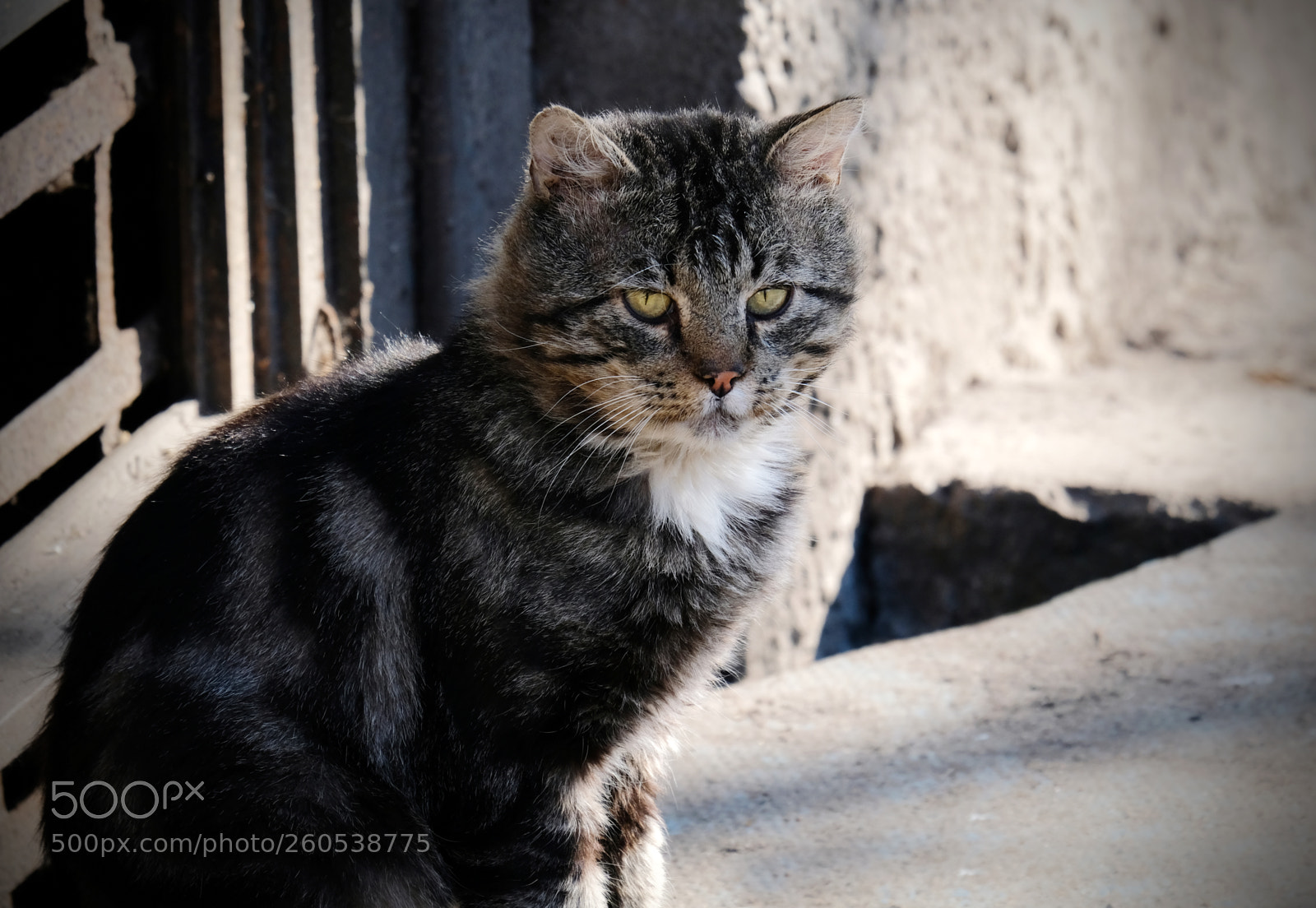 Fujifilm X-T20 sample photo. Street cat photography