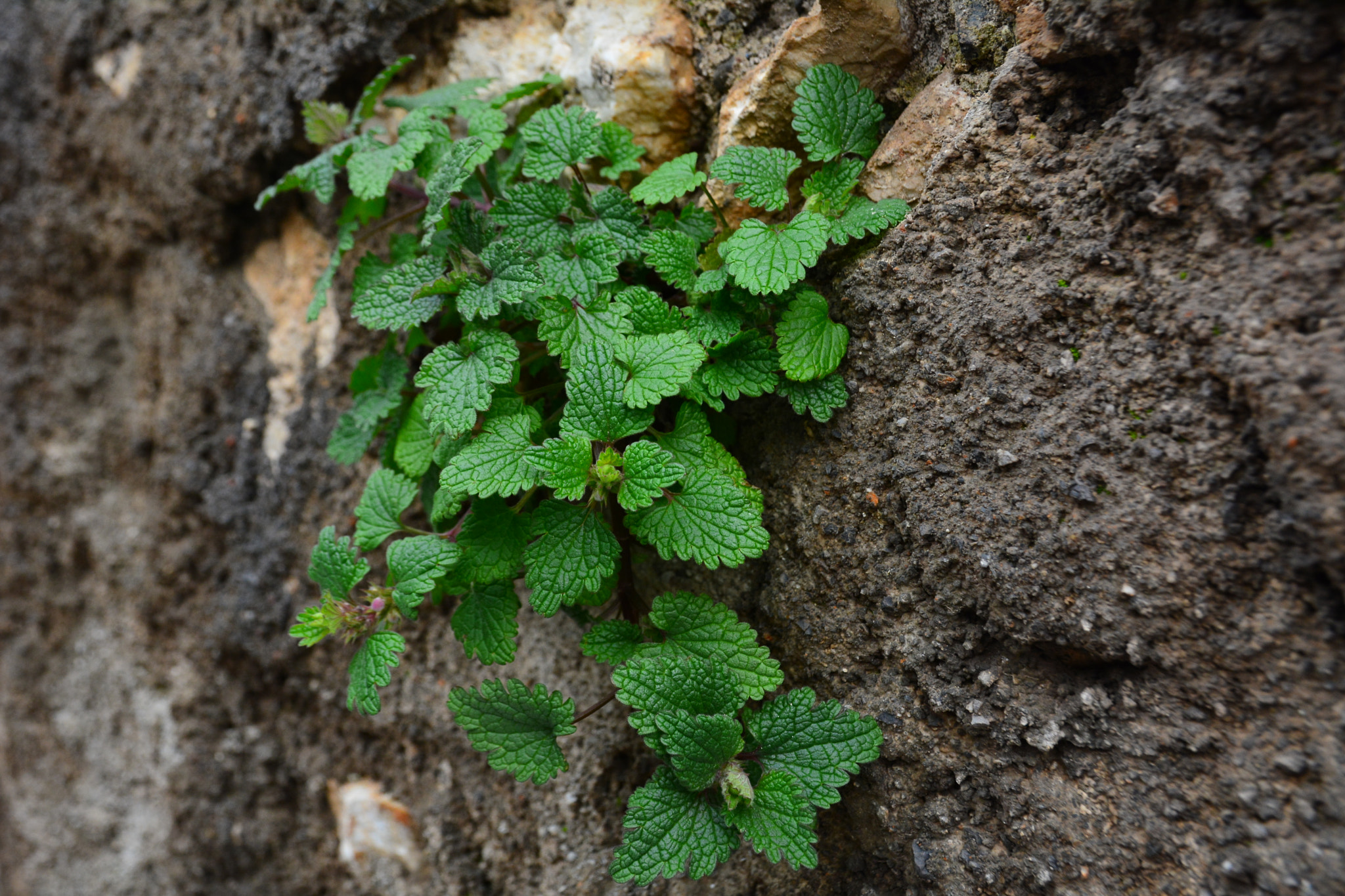 Nikon D7100 sample photo. D photography