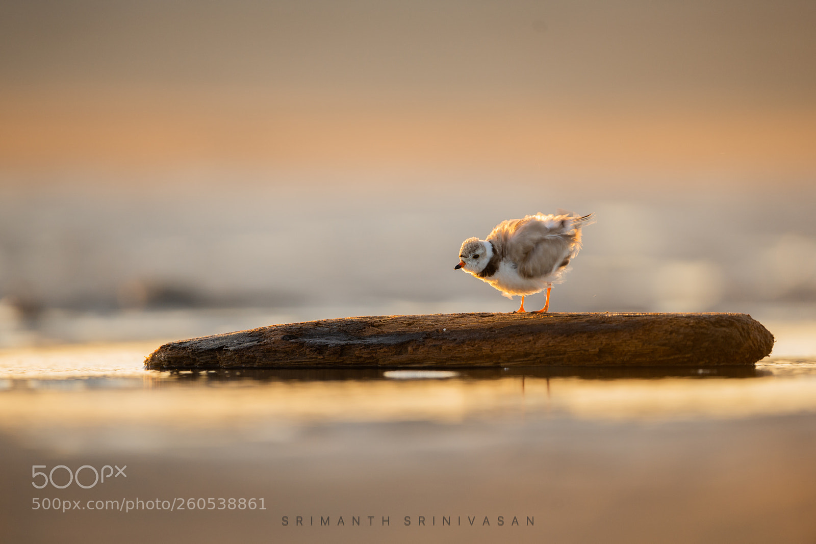 Nikon D610 sample photo. Piping plover photography