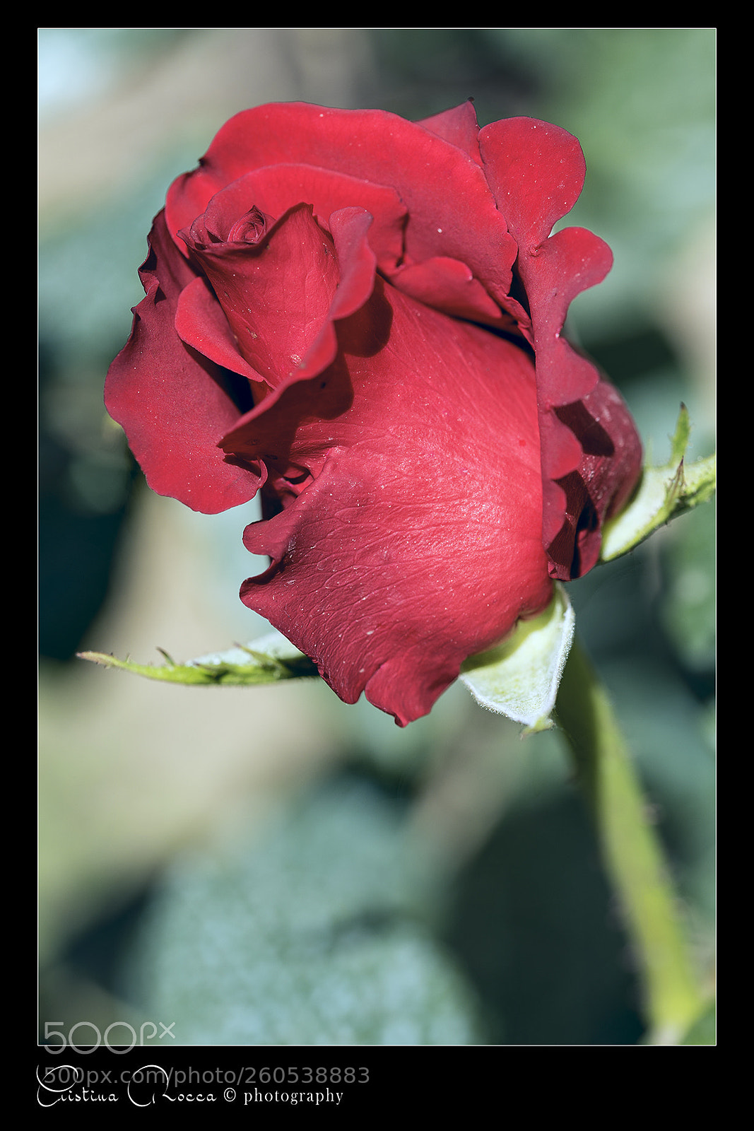 Nikon D750 sample photo. Rosa rossa photography