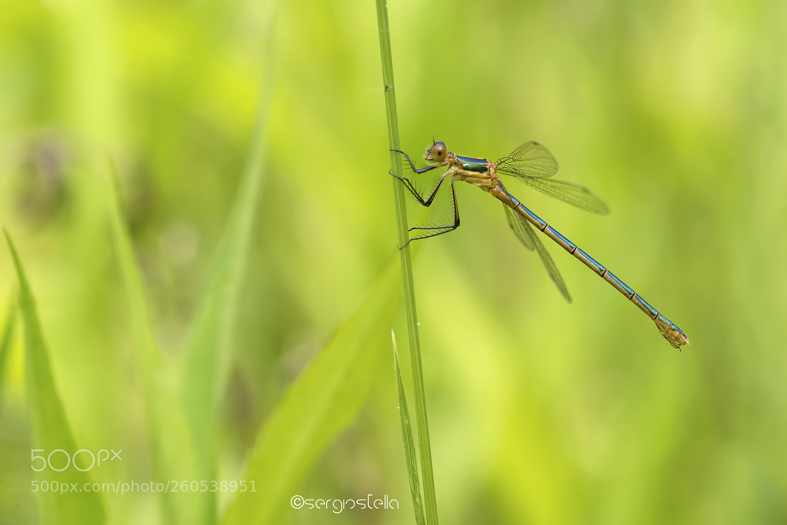 Nikon D610 sample photo. Lestes sponsa____ photography