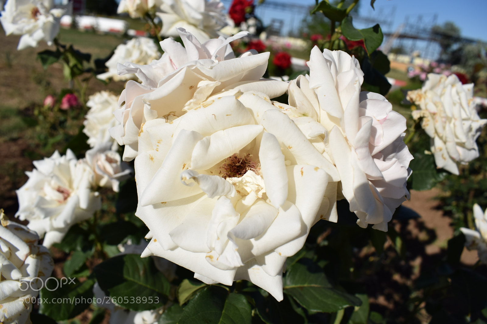 Nikon D5300 sample photo. Dsc photography