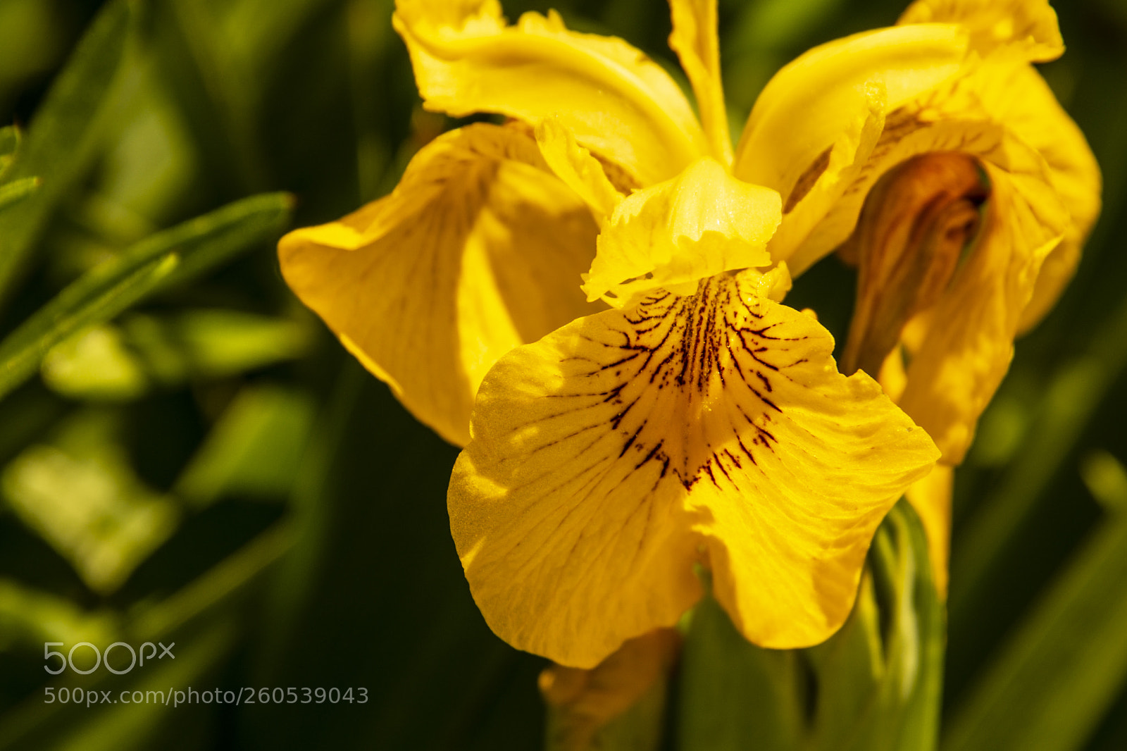 Nikon D7100 sample photo. Iris photography