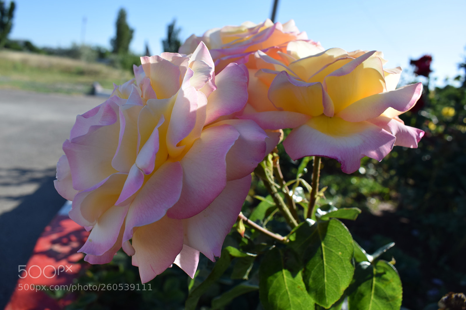 Nikon D5300 sample photo. Dsc photography