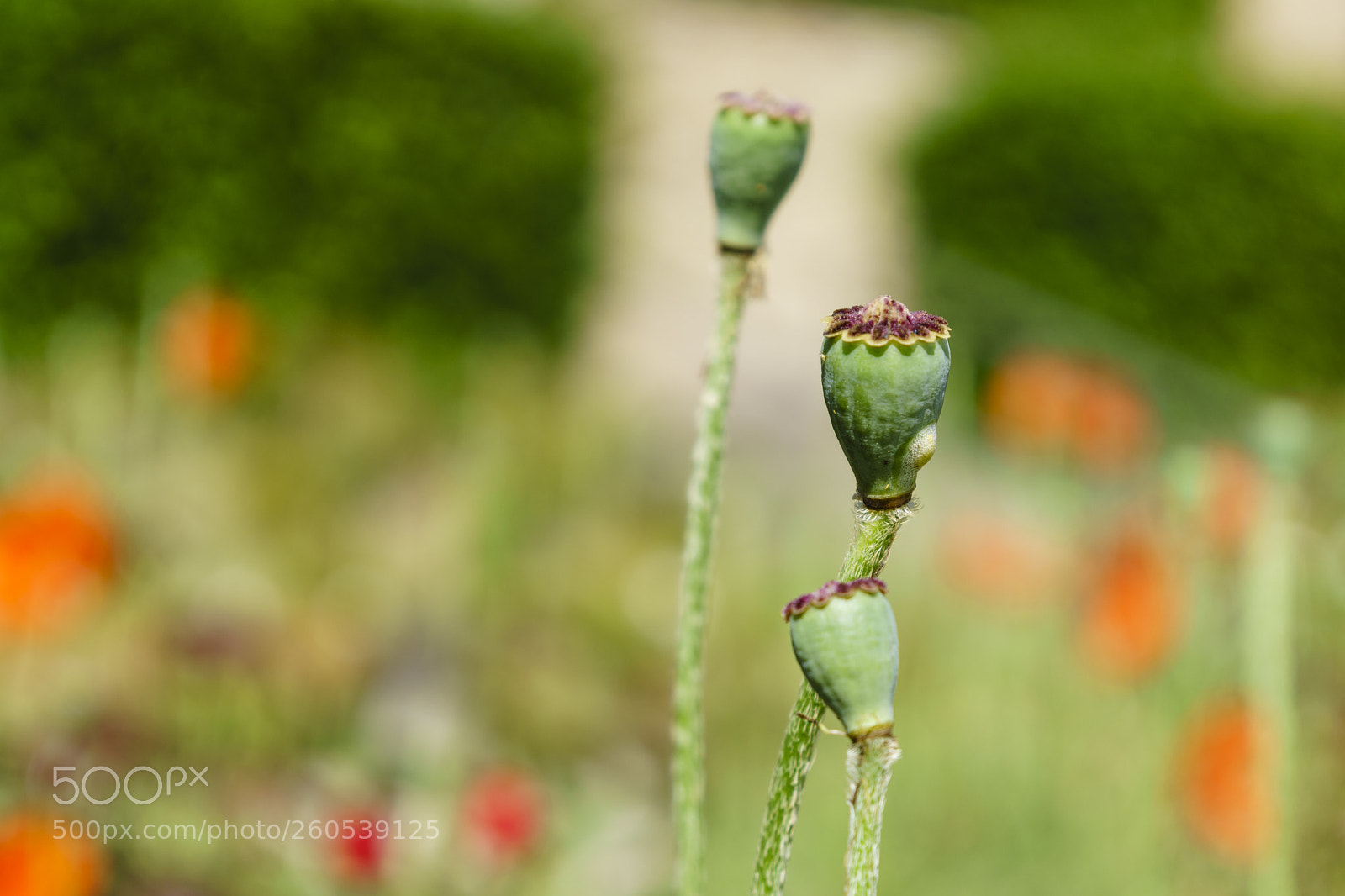 Sony a6000 sample photo. Kloster eberbach (rüdesheim) photography