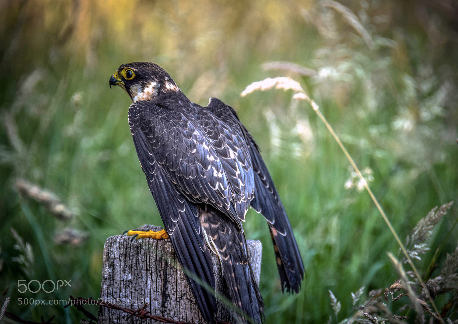 Nikon D5300 sample photo. Perched photography