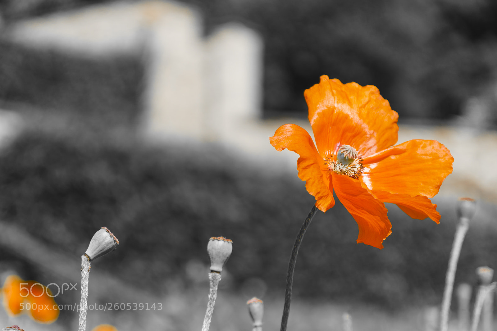 Sony a6000 sample photo. Kloster eberbach (rüdesheim) photography