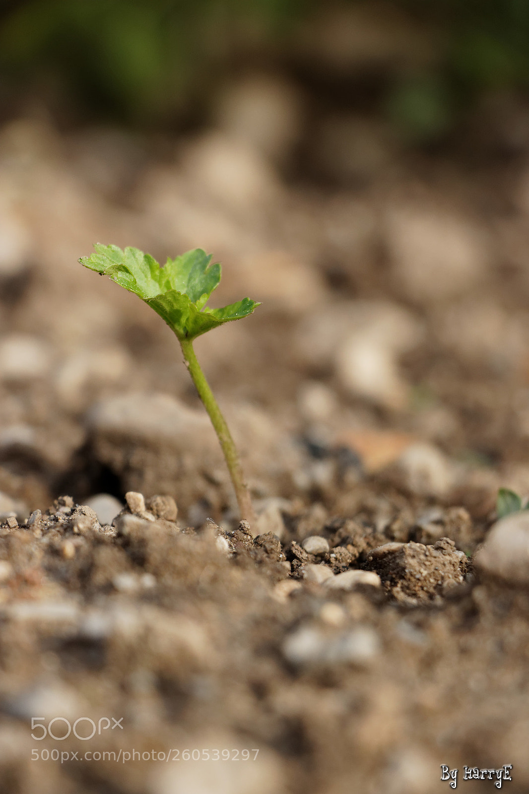 Canon EOS 700D (EOS Rebel T5i / EOS Kiss X7i) sample photo. Little plant photography