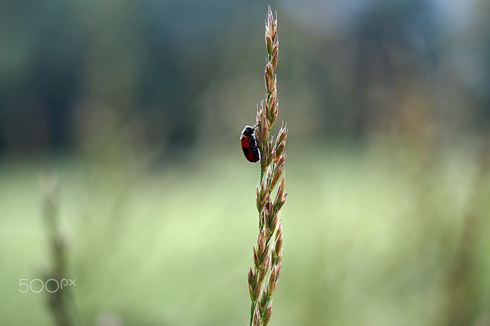 Olympus PEN E-PL6 sample photo. Journey on the grass. photography