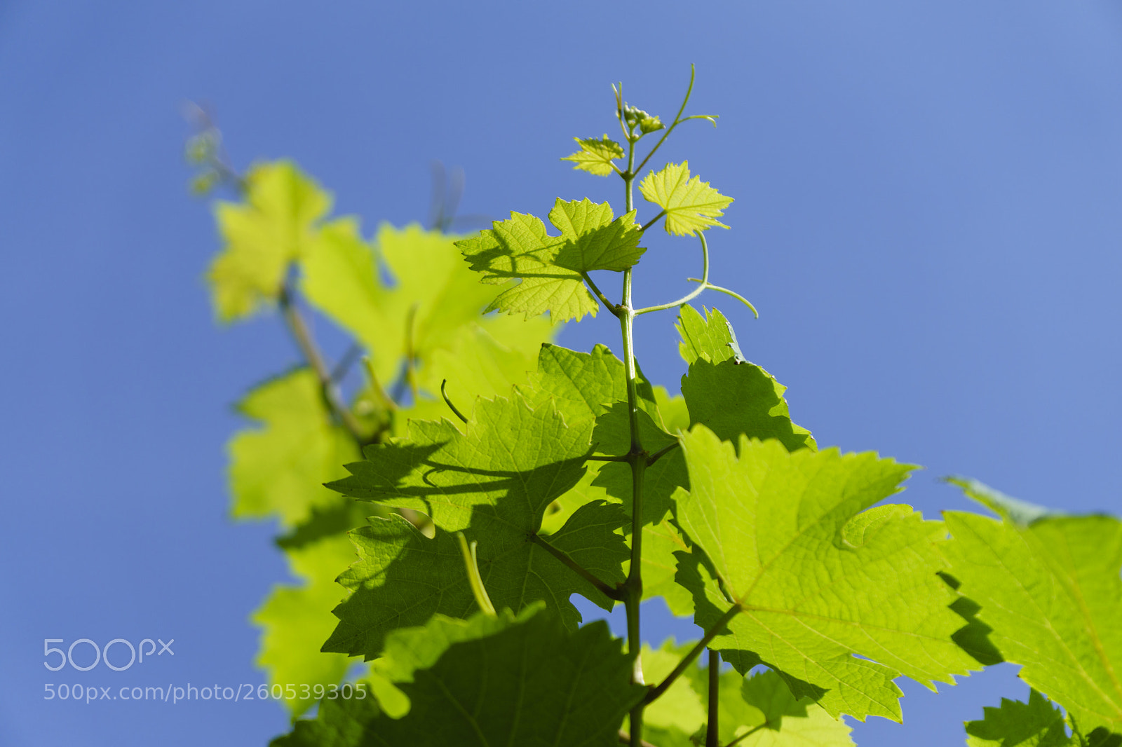 Sony a6000 sample photo. Kloster eberbach (rüdesheim) photography