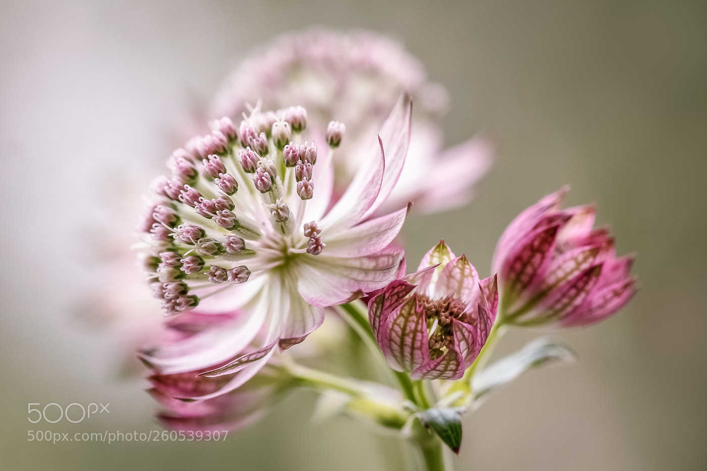 Canon EOS 550D (EOS Rebel T2i / EOS Kiss X4) sample photo. Astrantia photography