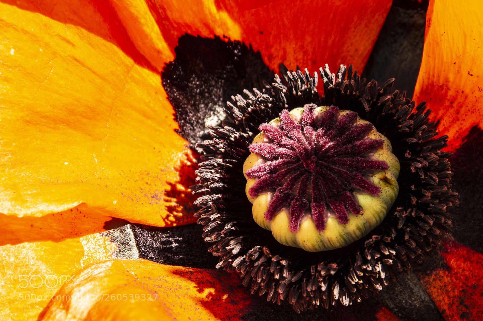 Nikon D7100 sample photo. Poppy photography