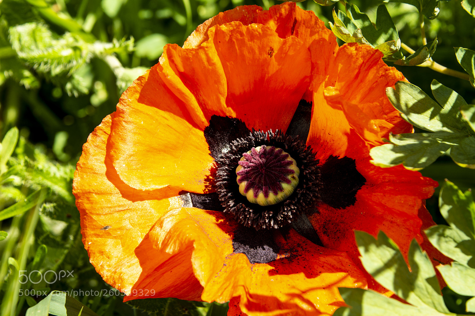 Nikon D7100 sample photo. Poppy photography